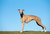 DOG 14 AB0018 01
Whippet Standing On Grass Against Blue Sky