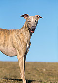 DOG 14 AB0019 01
Portrait Of Whippet Standing On Grass Against Blue Sky