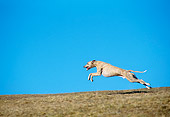 DOG 14 AB0020 01
Whippet Running On Grass Field Against Blue Sky