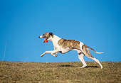 DOG 14 AB0021 01
Whippet Running On Grass Field Against Blue Sky