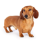 DOG 14 BK0001 01
Smooth Coat Dachshund Standing On White Seamless