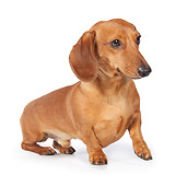 DOG 14 BK0004 01
Smooth Coat Dachshund Sitting On White Seamless