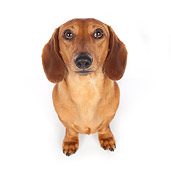 DOG 14 BK0007 01
Smooth Coat Dachshund Sitting On White Seamless