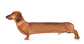 DOG 14 BK0010 01
Stretched Smooth Coat Dachshund Standing On White Seamless Profile