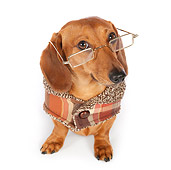 DOG 14 BK0012 01
Smooth Coat Dachshund Wearing Glasses And Sweater On White Seamless