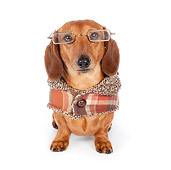 DOG 14 BK0013 01
Smooth Coat Dachshund Wearing Glasses And Sweater On White Seamless