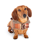 DOG 14 BK0014 01
Smooth Coat Dachshund Wearing Sweater On White Seamless