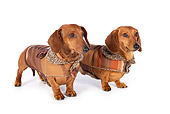 DOG 14 BK0015 01
Smooth Coat Dachshunds Wearing Sweaters On White Seamless