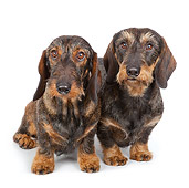 DOG 14 BK0020 01
Wirehaired Dachshunds Sitting On White Seamless