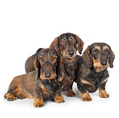 DOG 14 BK0021 01
Wirehaired Dachshunds Sitting On White Seamless