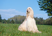 DOG 14 CB0001 01
Afghan Hound Sitting In Field