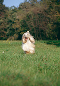 DOG 14 CB0002 01
Afghan Hound Running Through Field