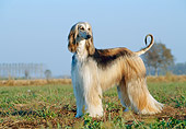 DOG 14 CB0003 01
Afghan Hound Standing In Field