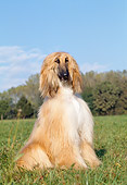 DOG 14 CB0004 01
Afghan Hound Sitting In Field