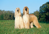 DOG 14 CB0005 01
Two Afghan Hounds Standing In Field