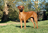 DOG 14 CB0007 01
Rhodesian Ridgeback Standing On Grass