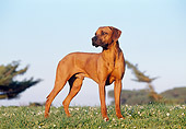 DOG 14 CB0009 01
Rhodesian Ridgeback Standing On Grass