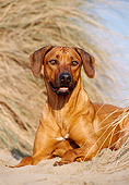 DOG 14 CB0012 01
Close-Up Of Rhodesian Ridgeback Laying In Sand