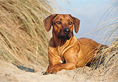 DOG 14 CB0013 01
Close-Up Of Rhodesian Ridgeback Laying In Sand