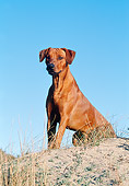 DOG 14 CB0014 01
Rhodesian Ridgeback Sitting In Sand Against Blue Sky