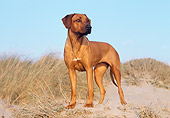 DOG 14 CB0016 01
Rhodesian Ridgeback Standing In Sand