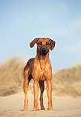 DOG 14 CB0018 01
Rhodesian Ridgeback Standing In Sand