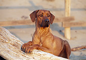 DOG 14 CB0019 01
Rhodesian Ridgeback Laying On Sand And Log