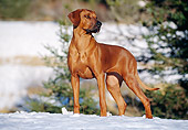 DOG 14 CB0021 01
Rhodesian Ridgeback Standing In Snow
