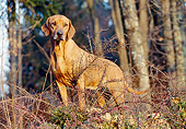 DOG 14 CB0022 01
Rhodesian Ridgeback Standing In Woods