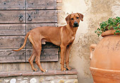 DOG 14 CB0023 01
Rhodesian Ridgeback Standing On Brick Step