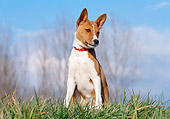 DOG 14 CB0024 01
Basenji Sitting On Grass