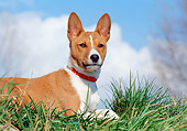 DOG 14 CB0025 01
Close-Up Of Basenji Laying On Grass