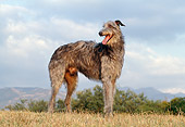 DOG 14 CB0032 01
Scottish Deerhound Standing On Dry Grass