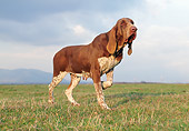 DOG 14 CB0033 01
Italian Bloodhound Walking Through Grass