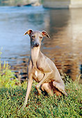DOG 14 CB0034 01
Italian Greyhound Sitting On Grass By Water