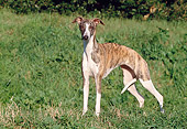 DOG 14 CB0035 01
Whippet Standing On Grass