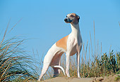 DOG 14 CB0036 01
Whippet Standing On Sand And Grass