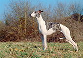 DOG 14 CB0037 01
Whippet Standing On Grass Profile