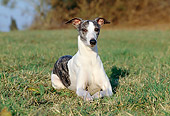DOG 14 CB0038 01
Whippet Laying On Grass