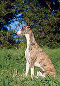 DOG 14 CB0039 01
Whippet Sitting On Grass Profile