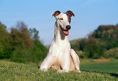 DOG 14 CB0041 01
Portrait Of Greyhound Resting On Grass