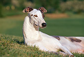 DOG 14 CB0042 01
Portrait Of Greyhound Resting On Grass