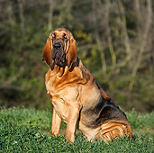 DOG 14 CB0044 01
Bloodhound Sitting On Grass