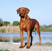 DOG 14 CB0046 01
Rhodesian Ridgeback Standing On Gravel By Water