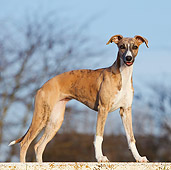 DOG 14 CB0048 01
Whippet Standing On Concrete Profile