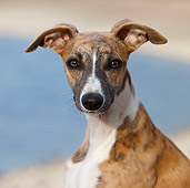 DOG 14 CB0049 01
Head Shot Of Whippet