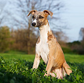DOG 14 CB0050 01
Whippet Sitting In Clover