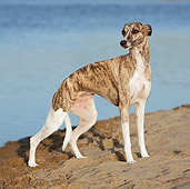 DOG 14 CB0051 01
Whippet Standing On Sand By Water