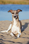 DOG 14 CB0052 01
Whippet Laying On Sand By Water