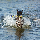 DOG 14 CB0053 01
Whippet Emerging From Water With Toy